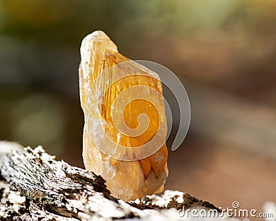 Partially crystallized golden Scapolite from Nigeria on fibrous tree bark in the forest. Stock Photo