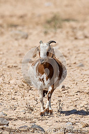 A partially domesticated pregnant goat Capra aegagrus hircus runs around in search of food along the dry desert environment in Stock Photo