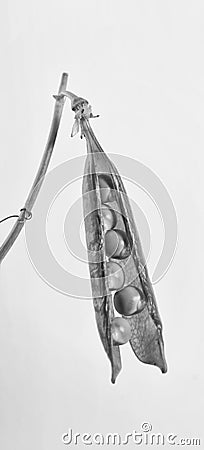 We Stick Together - Art in B&W - Peapod Still Life Stock Photo