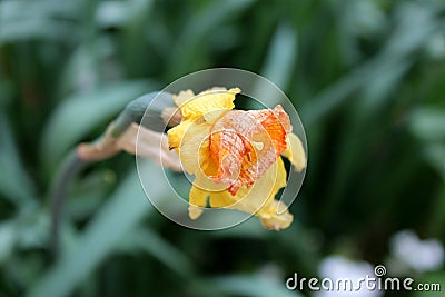 Partially shriveled Narcissus or Daffodil perennial herbaceous bulbiferous geophytes plant with yellow flower planted in local Stock Photo