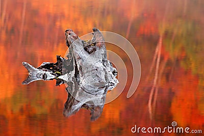 Partially submerged tree stump in a Loch Stock Photo