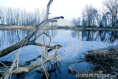 Frosty marsh in February Stock Photo