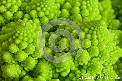 Particularly Romanesque Cauliflower. Stock Photo