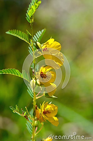 Partidge Pea Flowers Stock Photo