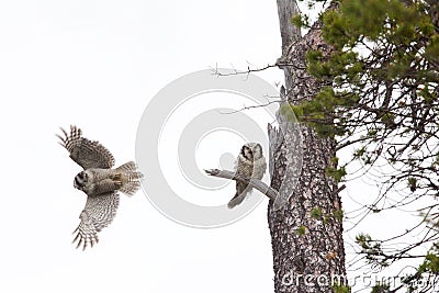 Parting. Pair of barred owls. Stock Photo