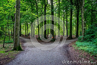 Parting of a road at Haagse Bos, forest in The Hague Stock Photo