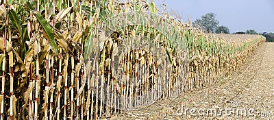 Partly harvested corn field Stock Photo