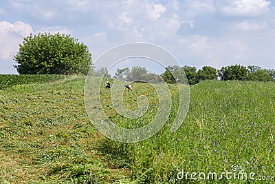 Partly mown alfalfa field with windrows and storks between them Stock Photo