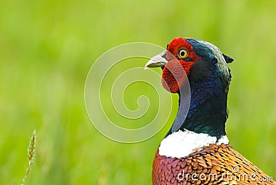 Partridge Stock Photo