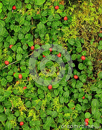 Partridge Berry Stock Photo