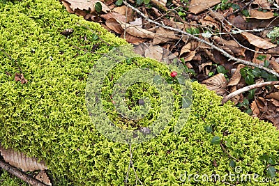 Partridge berry plant on a mossy log Stock Photo