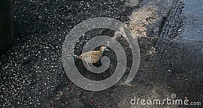 A Partridge On The Road Stock Photo