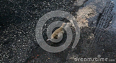 A Partridge On The Road Stock Photo