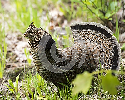 Partridge Bird Stock Photos. Partridge bird Grouse struts mating plumage Stock Photo