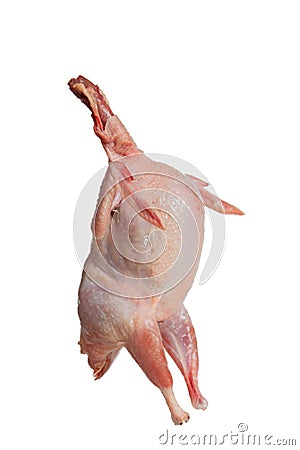 Partridge fresh bird isolated on white Stock Photo