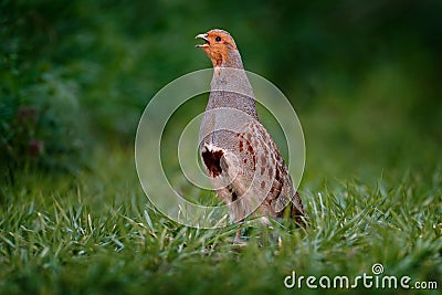 Partridge with open bill in the green grass. Grey partridge, Perdix perdix, bird in habitat. Animal in the nature meadow. Detail Stock Photo