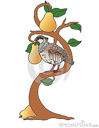 A partridge in a pear tree ready to sing the 12 days of Christmas Stock Photo