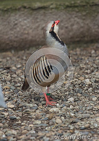 Partridge with the ring on his leg standing on the pale pebbles and looking up Stock Photo