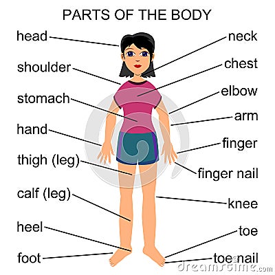 Parts of the body Cartoon Illustration