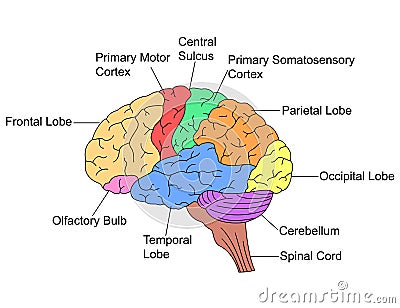 Parts of Brain Vector Illustration