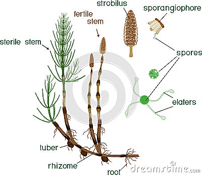 Parts of Equisetum arvense horsetail sporophyte with fertile and sterile stems and titles Stock Photo