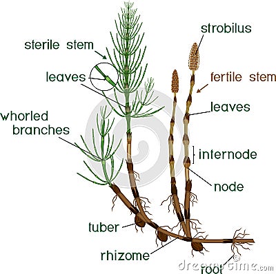 Parts of Equisetum arvense horsetail sporophyte with fertile and sterile stems and titles Stock Photo