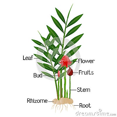 Parts of etlingera elatior, red torch ginger flower isolated on a white. Vector Illustration