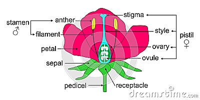 Parts of a flower Vector Illustration