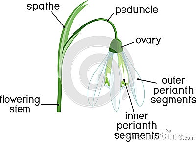 Parts of flower. Morphology of Galanthus nivalis or Common snowdrop flower with titles Vector Illustration