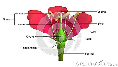 Parts of a flower Stock Photo