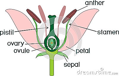 Parts of flower with titles. Cross section of typical angiosperm flower Stock Photo