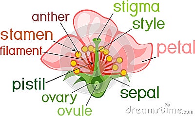 Parts of flower with titles. Cross section of typical angiosperm flower Stock Photo