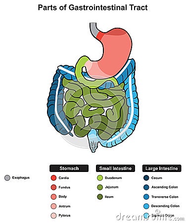 Parts of gastrointestinal tract infographic diagram human body digestive system anatomy Vector Illustration