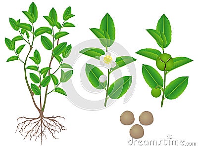 Parts of green tea camellia sinensis plant on a white background. Vector Illustration