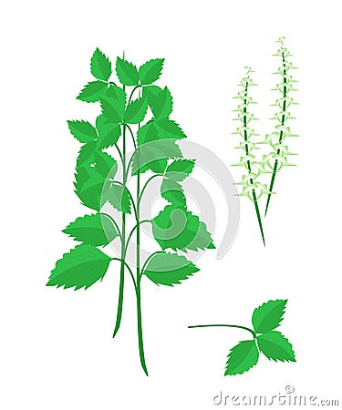 Parts of Holy Basil Plant on White Background Vector Illustration