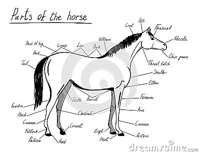 Parts of horse. Equine anatomy. Vector Illustration