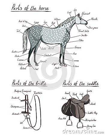 Parts of horse, saddle, bridle set. Equine anatomy. Equestrian scheme text. Vector Illustration