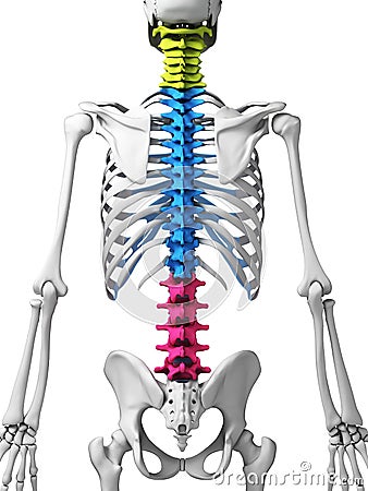 Parts of human spine Cartoon Illustration