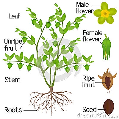 Parts of jojoba plant on a white background. Vector Illustration