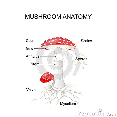 Parts of a mushroom. Amanita Vector Illustration