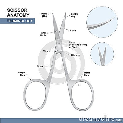 Parts of Nail Cutting Shears. Terminology of Scissors. Manicure and Pedicure Care Tools. Vector Vector Illustration