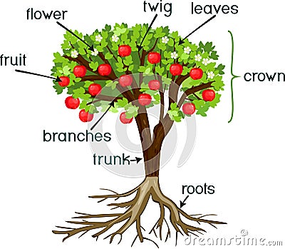 Parts of plant. Morphology of apple tree with root system, flowers, fruits and titles Stock Photo