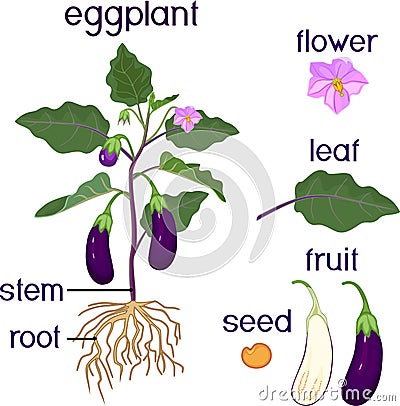 Parts of plant. Morphology of eggplant Stock Photo