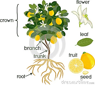 Parts of plant. Morphology of lemon tree with fruits, flowers, green leaves and root system on white background Stock Photo