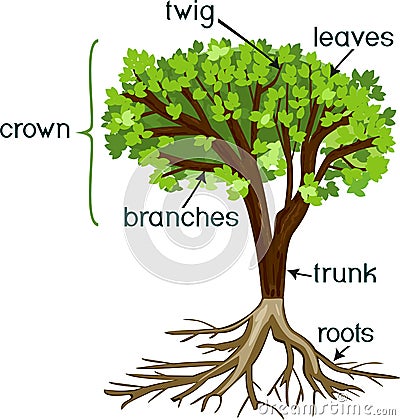 Parts of plant. Morphology of tree with green crown, root system, and titles Stock Photo