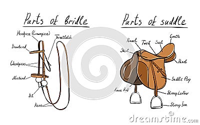 Parts of saddle and bridle Vector Illustration