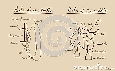 Parts of a saddle and bridle Vector Illustration
