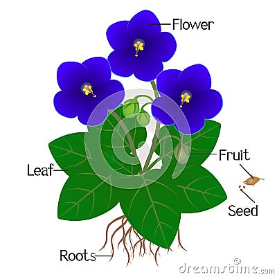 Parts of saintpaulia violets plant on a white background. Vector Illustration