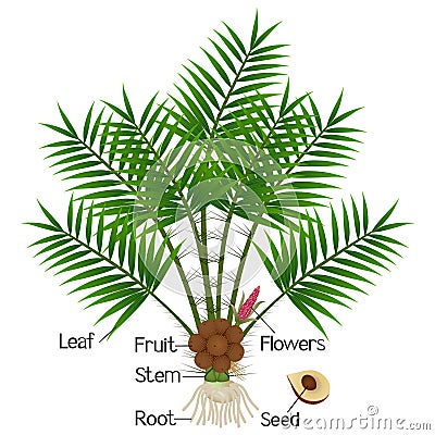 Parts of Salak or Snake Fruit Salacca zalacca plant. Vector Illustration