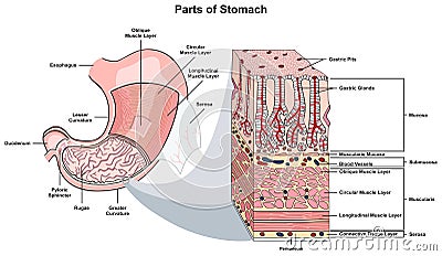 Parts of stomach infographic diagram human body digestive system anatomy Vector Illustration